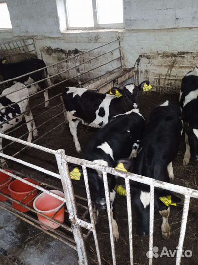 Бычки телки телята