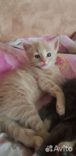 Рыжий котенок мальчик