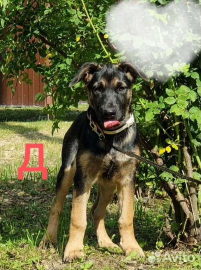 Малыши 3,5-4 мес