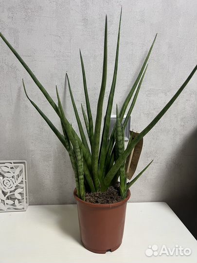 Сансевьерии сортовые