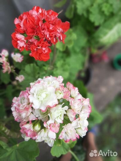 Сортовые пеларгонии