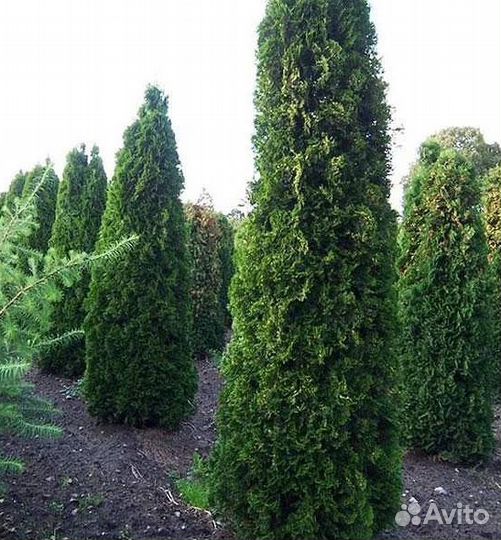 Туя крупномер