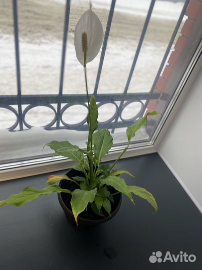 Спатифиллум