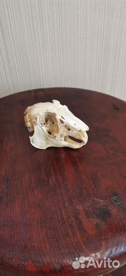 Череп зайца