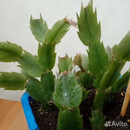 Декабрист желтый