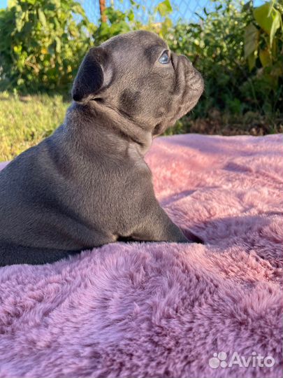 Французский бульдог голубой