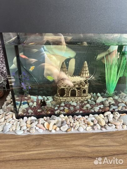 Аквариум