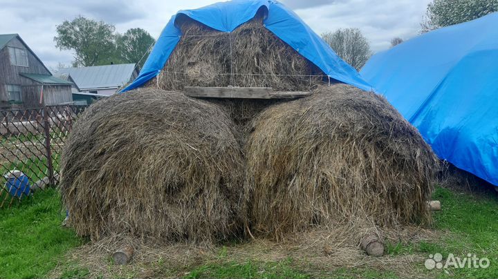 Сено в рулонах