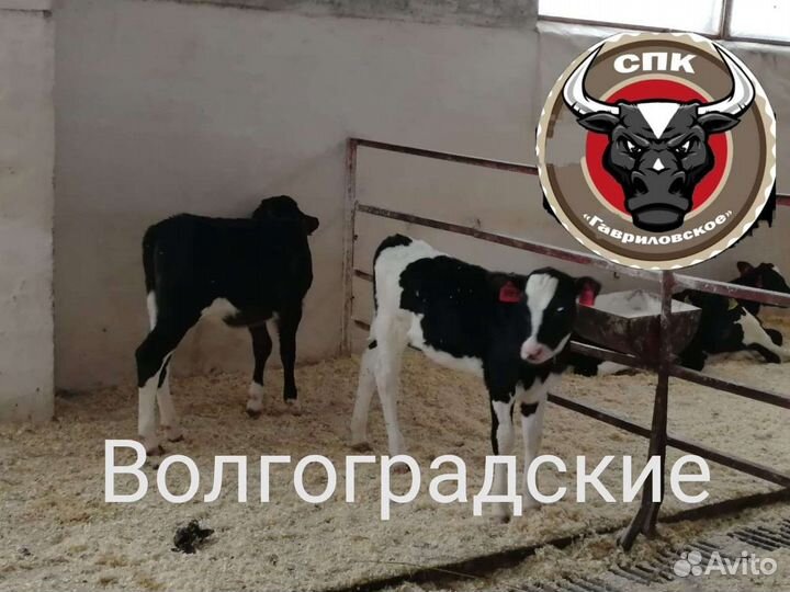 Бычки на откорм