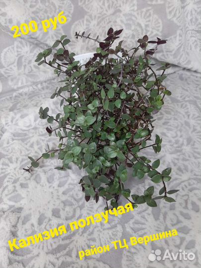 Комнатные цветы