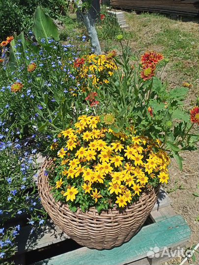 Цветущее кашпо