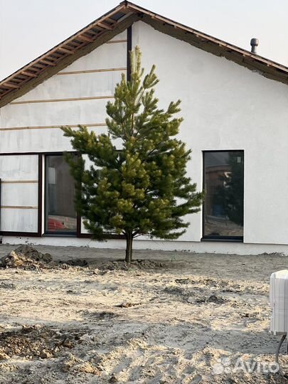 Сосна живая