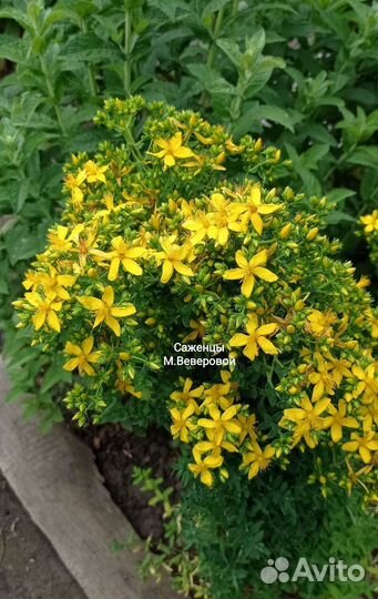 Травы мv для сада и цветы