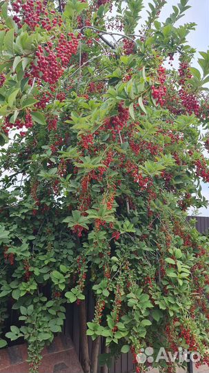 Черемуха красная