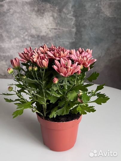 Хризантема в горшке на 8 марта