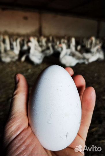 Яйцо гусиное инкубационное