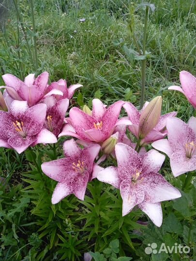 Рассада овощная и цветочная