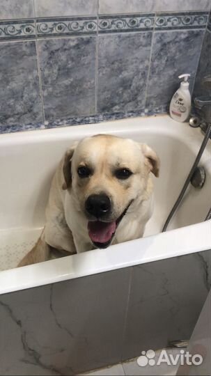 Передержка для собак