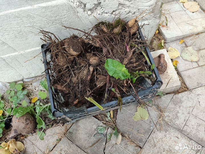 Георгины клубни