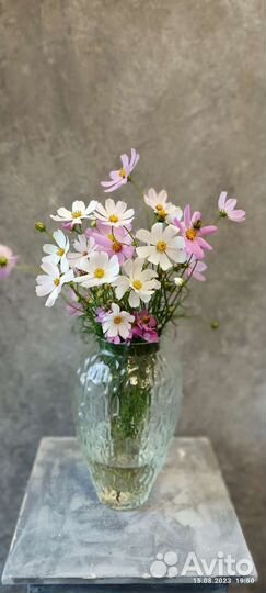 Флоксы, дельфиниум, срезка для флористов