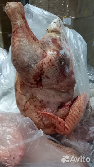 Мясо индейки, тушки замороженные