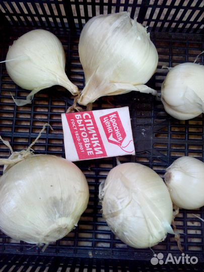 Декоративный Лук Аллиум -луковицы