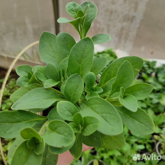 Петунья, лобелия(синяя), вербейник монетчатый