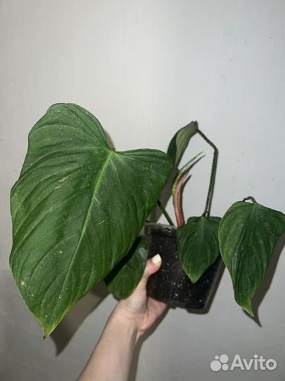 Филодендрон