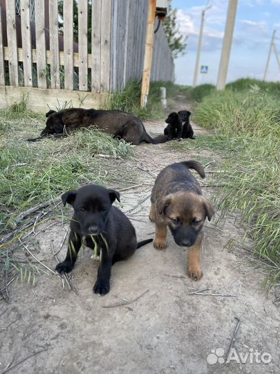 Отдам щенков в добрые руки бесплатно