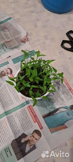 Рассада горького перца