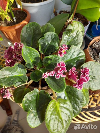 Комнатные цветы