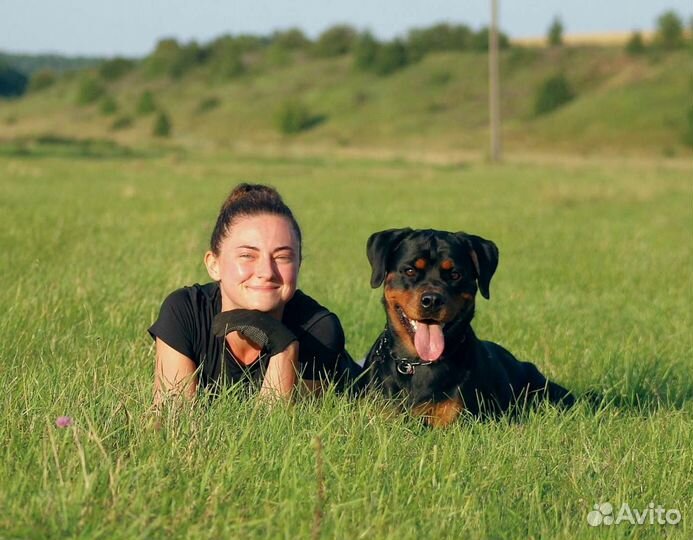 Дрессировка и передержка собак, зоогостиница