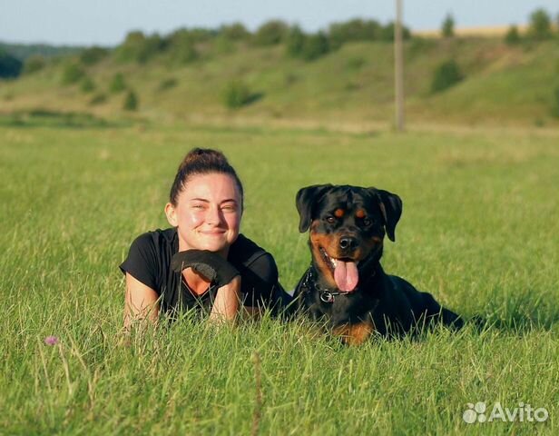 Дрессировка и передержка собак, зоогостиница