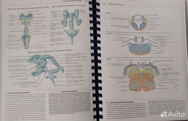 Неврология атлас с иллюстрациями Неттера