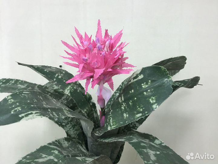 Эхмея искуственная