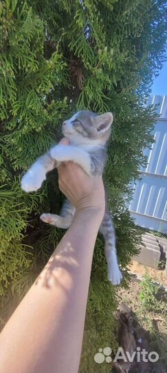 Кошка в дар бесплатно