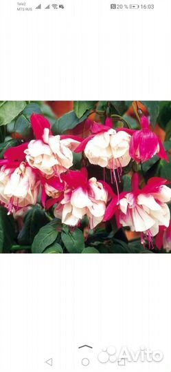 Фуксии сортовые