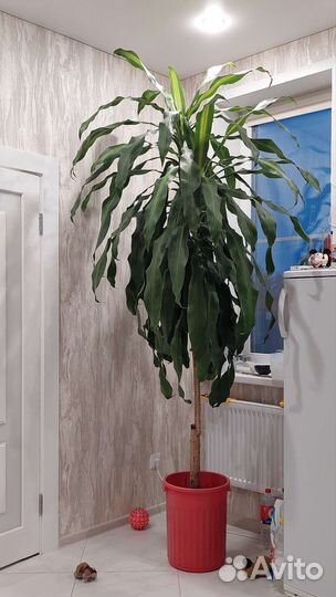 Цветок для офиса