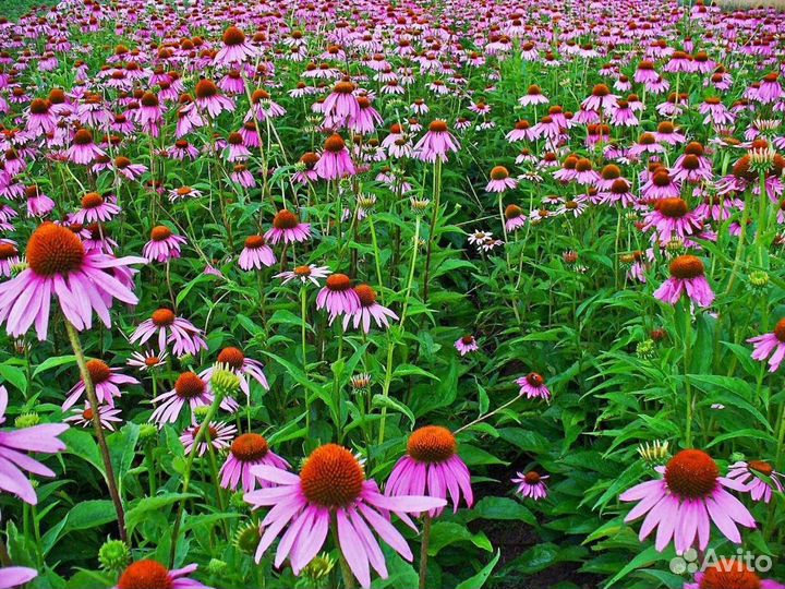 Эхинацея 100г