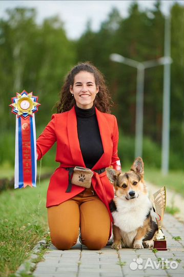 Хендлер. Подготовка к выставкам