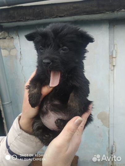 Собака в добрые руки щенок