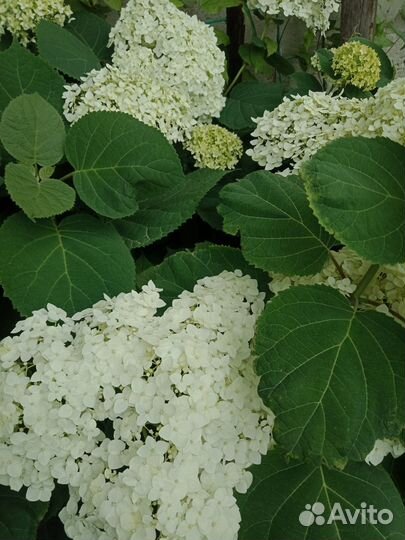 Продам цветы домашние