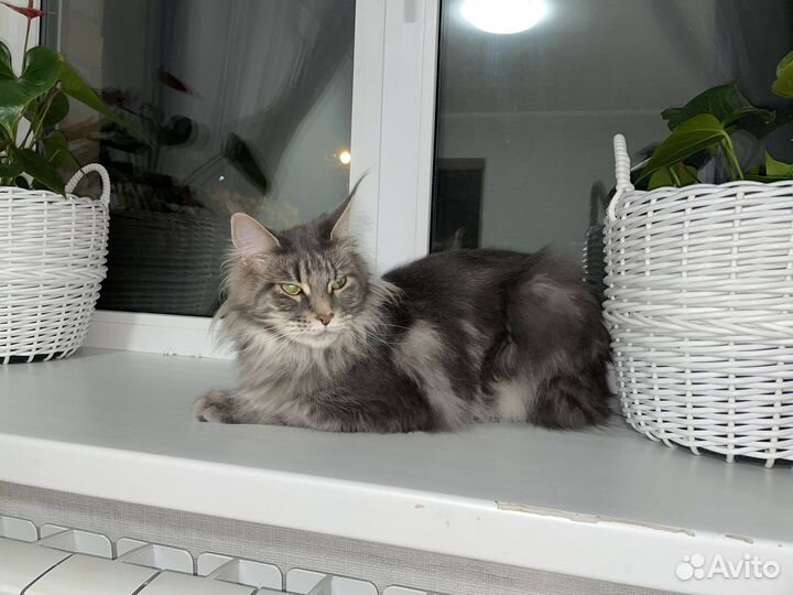 Мейн кун кошка