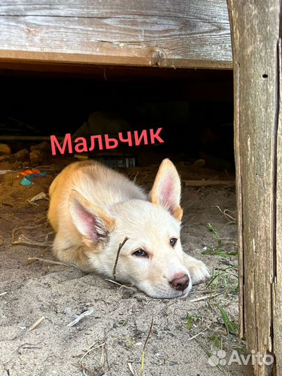 Щенки восточноевропейской овчарки метис