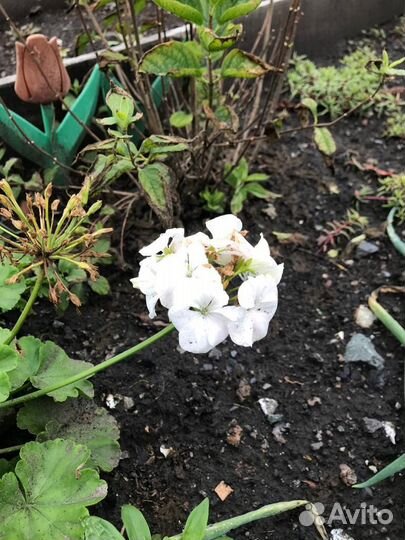 Пеларгония герань