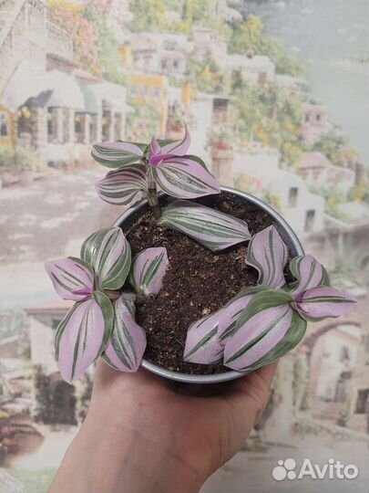 Традесканция зебрина