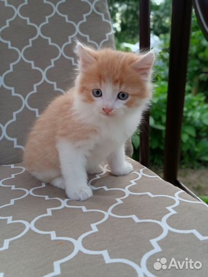 Котенок и кошка в добрые руки