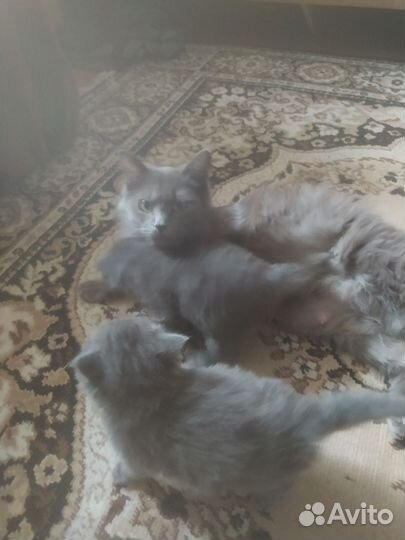 Кошка шотландец