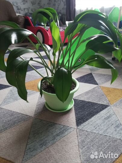 Эухарис амазонская лилия