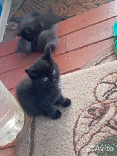 Отдам в добрые руки